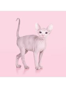 quadro-albino-cat