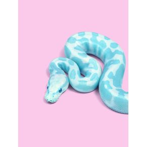 quadro-blue-snake