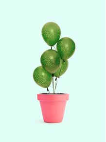 quadro-cactus-balloon