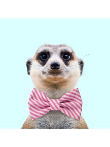 quadro-meerkat