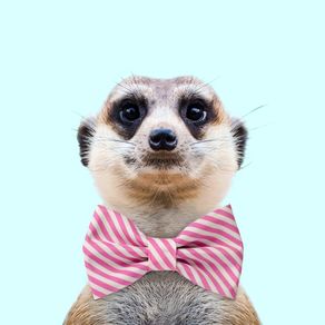 quadro-meerkat