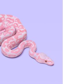 quadro-pink-snake