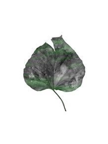 quadro-leaf-i