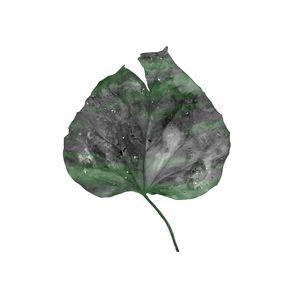 quadro-leaf-i