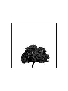 quadro-minimal-tree-i