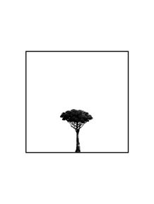 quadro-minimal-tree-v