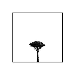 quadro-minimal-tree-v