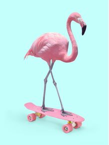 quadro-skate-flamingo