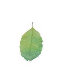 quadro-leaf-green