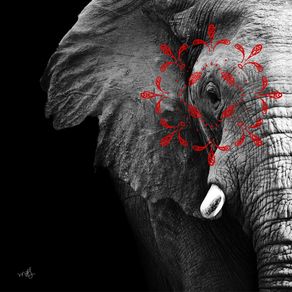 quadro-conectividade-elefante