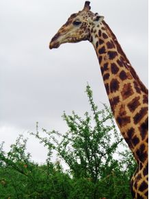 quadro-giraffa