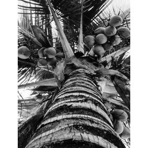 quadro-coqueiro-em-preto-e-branco