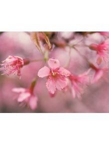 quadro-flor-de-cerejeira