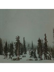 quadro-winter-forest