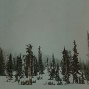 quadro-winter-forest