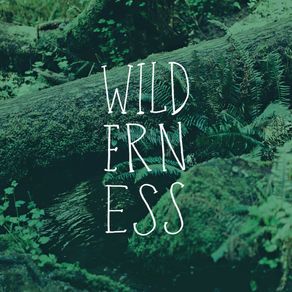 quadro-wilderness