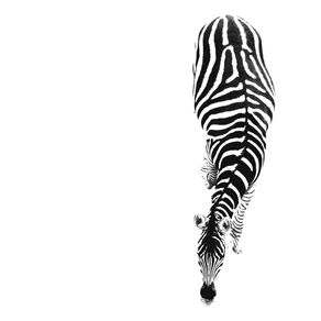 quadro-zebra-pb