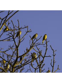 quadro-passarinhos-amarelos-1
