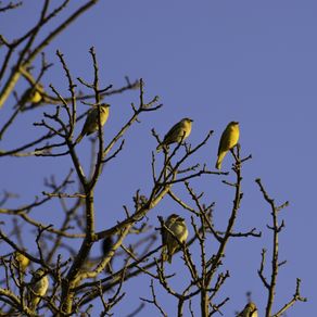 quadro-passarinhos-amarelos-1
