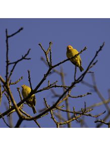 quadro-passarinhos-amarelos-2