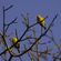 quadro-passarinhos-amarelos-2