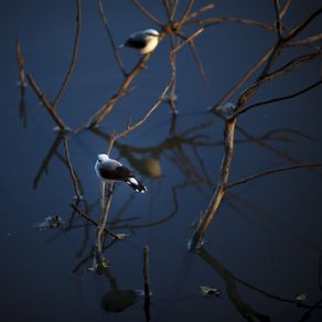 quadro-passarinhos-sobre-agua-1