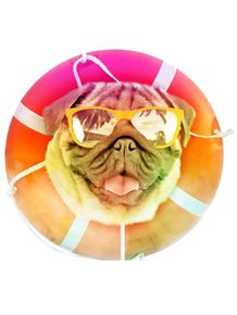 quadro-summer-pug