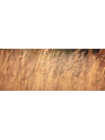 quadro-patagonian-grass-1