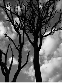 quadro-tree-and-sky-pb