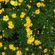 quadro-amarelinhas-flores