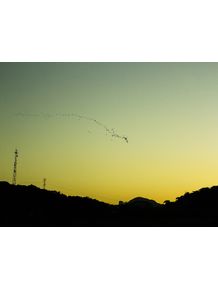 quadro-sunset-bird