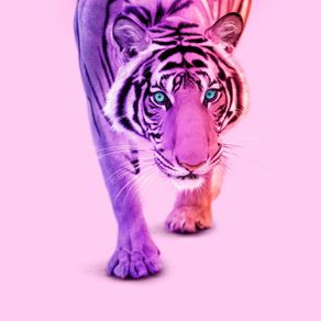 quadro-color-tiger