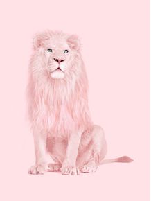 quadro-albino-lion