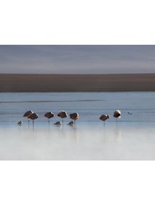 quadro-despertar-de-flamingos