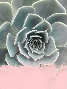 quadro-planta-suculenta-com-tinta-rosa