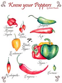 quadro-know-your-peppers