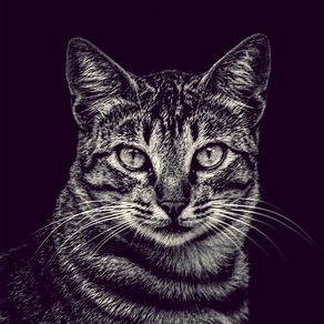 quadro-retrato--gato-da-dona-olga