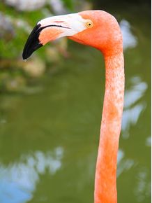 quadro-flamingo-rosado