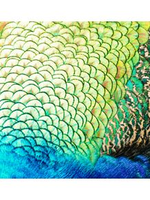 quadro-pavao-colorido