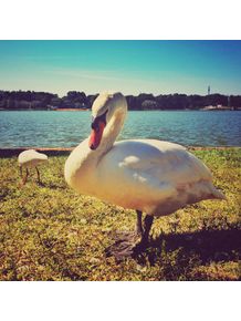 quadro-lago-dos-cisnes