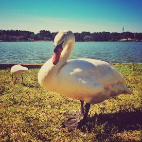 quadro-lago-dos-cisnes