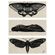 quadro-mariposas