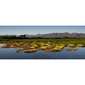 quadro-pantanal-vitorias-regias