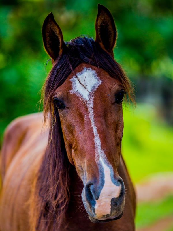 Cavalo Marrom Urbanarts