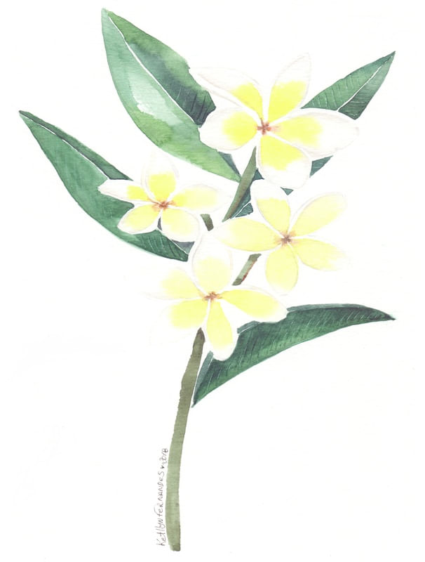 Jasmim Branco Aquarela Urbanarts