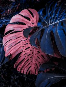 PINK-AND-BLUE-MONSTERA