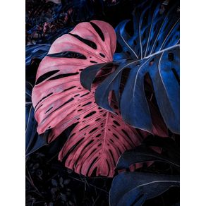 PINK-AND-BLUE-MONSTERA