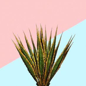 AGAVE PLANT ON PINK AND TEAL