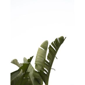 TRAVELLERS PALM LEAVES 07
