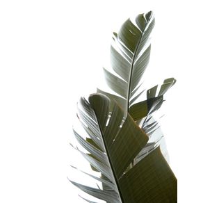 TRAVELLERS PALM LEAVES 05